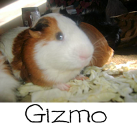 gizmo.png picture by CrazyRavyn
