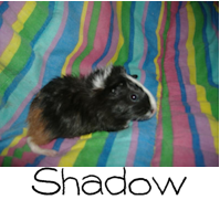 shadow.png picture by CrazyRavyn