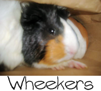 wheekers.png picture by CrazyRavyn