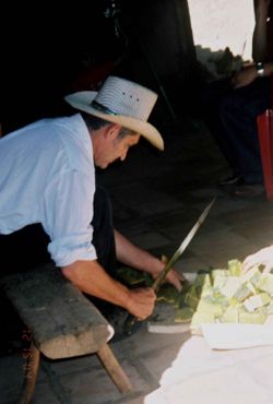 Salvadoran man cutting squash with a long knife-style machete