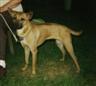 Posted by ThaiDane11 on 8/16/2004, 12KB
15 days later after arrived in her forever home in 2002