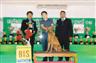 Posted by ThaiDane2 on 10/18/2004, 22KB
 Kao Sam Yod won BISS at Jatujak Rama 3 Dog Show (2-Oct-04)