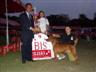 Posted by ThaiDane1 on 5/26/2004, 41KB
Kao Sam Yod is show here taking Winner of "Champion of the Champion 2003"at Rama Garden Dog Show Nov 30,2003 under KCTH J