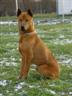 Posted by Fabden1 on 2/24/2005, 52KB
This one year old male is  looking for a new home. He is still living at his family in czech republik, but they have no m