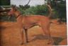 Posted by ThaiDane1 on 6/14/2004, 26KB
3 x Best in Show
TRD in 1989