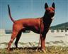 Posted by ThaiDane1 on 6/14/2004, 91KB
The Grand Sire of Mika of Milo bangsaen,Red trd in 1990