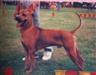 Posted by ThaiDane1 on 6/14/2004, 32KB
3 x Best in SHOW, Red Trd in 1990