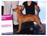 Posted by ThaiDane2 on 7/7/2004, 11KB
BaiTong "THEN" picture at 4 months winning Reserve Best Baby In Specialty Show