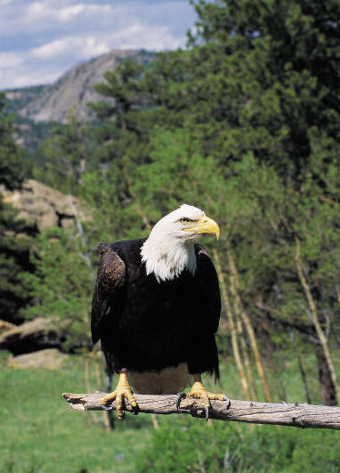 Native American Winged Guardian Spirit Eagle 246w 325h